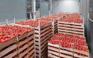 How to Choose the Best Tomato Wholesaler in UK